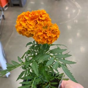 Meet your Posher, Jocelyn